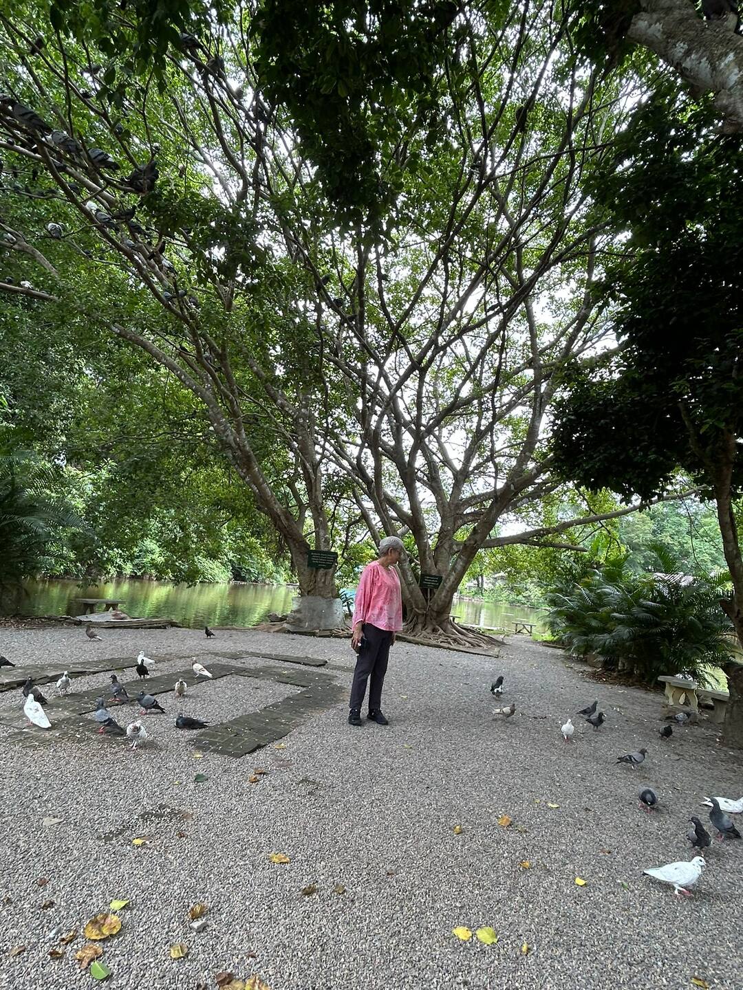 Feeding pigeons under the trees at Wat Umong